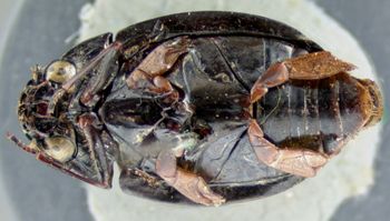 Media type: image;   Entomology 34947 Aspect: habitus ventral view